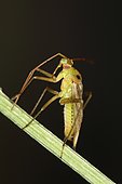 10608 Adelphocoris lineolatus Miridae Hemiptera Lieu : Mas Azil 09290 Ariège France domaine famille Soulere, date : 16 09 2014 IMG_2414.JPG