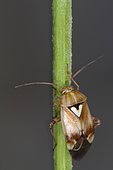 10622 Lygus pratensis Miridae Hemiptera Lieu : Mas Azil 09290 Ariège France domaine famille Soulere, date : 20 09 2014 IMG_4034.JPG