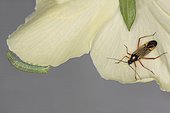 10640 Miris striatus Miridae et chenille Hemiptera Lieu : Oasis Evere Belgique petite zone boisée de 3 hectares, date : 23 05 2012 IMG_4329.JPG