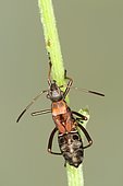 10644 Myrmecoris gracilis Miridae Hemiptera Lieu : Mas Azil 09290 Ariège France domaine famille Soulere, date : 20 09 2014 IMG_4075.JPG