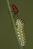 10696 Graphosoma italicum Pentatomidae et chenille machaon Hemiptera Lieu: Sieuras 09130 Ariège France date: 6 09 2010 IMG_9775.JPG