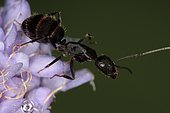 11006 Camponotus vagus Formicidae Hymenoptera Lieu : Sur la caire de Mauvezin 31230 France date :10 09 2010 IMG_0778.JPG