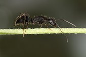 11016 Camponotus vagus Formicidae Hymenoptera Lieu : Sur la caire de Mauvezin 31230 France date :10 09 2010 IMG_9446.JPG