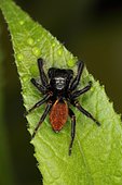 11860 Evarcha jucunda mâle Salticidae Araneae Lieu: Sieuras 09130 Ariège France date: 6 05 2015 IMG_8146.JPG