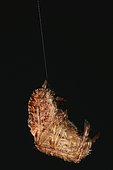 6812 Araneus angulatus suspendue à son fill Araneidae Araneae Lieu : le pas du Portel Loubens 09120 France date : 23 09 2012 IMG_6171.JPG