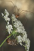 6830 Araneus diadematus femelle et opilion Araneidae Araneae Lieu: Sieuras 09130 Ariège France date: 8 09 2014 IMG_0127.JPG