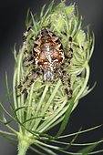 6834 Araneus diadematus femelle Araneidae Araneae Lieu: Sieuras 09130 Ariège France date: 8 09 2014 IMG_0146.JPG