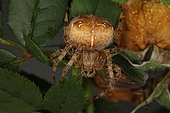 6836 Araneus diadematus femelle Araneidae Araneae Lieu: Sieuras 09130 Ariège France date: 21 09 2012 IMG_5308.JPG
