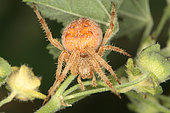 6850 Araneus quadratus femelle Araneidae Araneae Lieu : Sur la caire de Mauvezin 31230 France date : 12 09 2010 IMG_1183.JPG