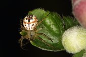 6998 Mangora acalypha femelle Araneidae Araneae Lieu : Mas Azil 09290 Ariège France domaine famille Soulere, date : 14 09 2014 IMG_1775.JPG