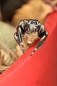 7919 Evarcha arcuata mâle qui a capturé une drosophile Salticidae Araneae Lieu : le pas du Portel Loubens 09120 France date :14 10 2014 IMG_6478.JPG