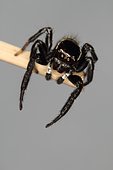 8088 Evarcha jucunda mâle Salticidae Araneae Lieu : Mas Azil 09290 Ariège France domaine famille Soulere, date : 14 09 2014 IMG_1809.JPG