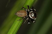 8133 Evarcha jucunda mâle Salticidae Araneae Lieu: Sieuras 09130 Ariège France date: 11 05 2013 IMG_2126.JPG