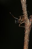 8360 Myrmarachne formicaria mâle Salticidae Araneae Lieu : Lieu : Gensac-sur-Garonne 31219 Haute-Garonne date : 2 10 2012 IMG_0626.JPG