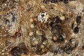 8851 Phylloneta sisyphia femelle et jeunes dans la toile avec des restes de proies Theridiidae Araneae Lieu: Sieuras 09130 Ariège France date: 5 10 2012 IMG_1723.JPG
