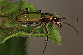 9528 Cicindela campestris Carabidae Coleoptera Lieu : Sur la caire de Mauvezin 31230 France date :3 05 2013 IMG_8296.JPG