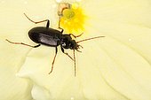 9691 Nebria brevicollis Carabidae Coleoptera Lieu : Oasis Evere Belgique petite zone boisée de 3 hectares, date : 11 05 2012 IMG_3410.JPG