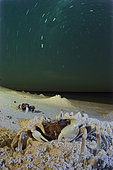 Horned Ghost crabs, Horned-eyed Ghost Crab, Ghost Crabs and star trails,Ocypode ceratophthalma,New Caledonia