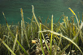 New Caledonian sea krait (Laticauda saintgironsi), New Caledonia