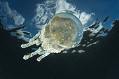 Mastigias Jellyfish,Mastigias papua, Vanuatu