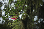 Tagimoucia Flowers,Medinilla waterhousei,Taveuni, Fiji Islands
