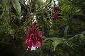 Tagimoucia Flowers,Medinilla waterhousei,Taveuni, Fiji Islands