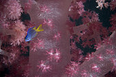 Blue-and-yellow chromis,Chromis limbaughi,soft coral,Fiji