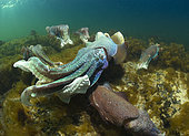 Giant Cuttlefish,Sepia apama,South Australia