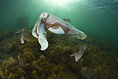 Giant Cuttlefish,Sepia apama,South Australia