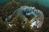 Giant Cuttlefish,Sepia apama,South Australia