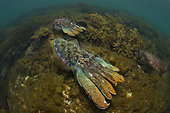 Giant Cuttlefish,Sepia apama,South Australia