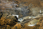Freshwater Carp (Kuhlia rupestris), New Caledonia, South Pacific