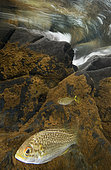 Freshwater Carp (Kuhlia rupestris), New Caledonia, South Pacific