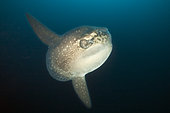 Ocean Sunfish, Mola mola, Punta Vicente Roca, Isabela Island, Galapagos, Ecuador
