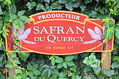 Cultivation of saffron (Crocus sativus) in Quercy. Saint Cirq Lapopie, Lot-et-Garonne, France
