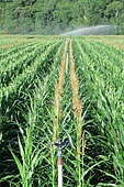 Watering a cornfield in the Lot valley, Saint Circq Lapopie, Lot-et-Garonne, France.