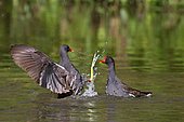 Moorhen (Gallinula chloropus) quarrel of territory on water