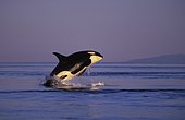 Orca Whale (Orcinus orca) breaching at sunset. Also called Killer Whale. Washington, USA, Pacific Ocean