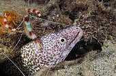 Banded Coral Shrimp (Stenopus hispidus), a cleaner shrimp, attends to a Spotted Moray Eel (Gymnothorax moringa). Caribbean Sea