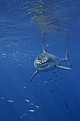 Grand requin blanc (Carcharodon carcharias), Île de Guadalupe, Baja, Mexique, océan Pacifique