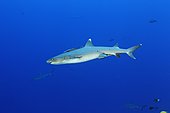 Whitetip Reef Shark (Triaenodon obesus). Australia, Pacific Ocean