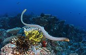 Olive Sea Snake (Aipysurus laevis), a venomous marine reptile, swims overtop corals and crinoids. Australia, Great Barrier Reef, Pacific Ocean