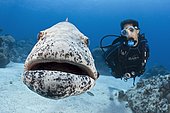 Potato Cod (Epinephelus tukula) opening mouth wide while scuba diver (model released) watches. Great Barrier Reef, Australia, Pacific Ocean
