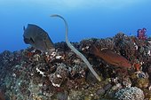 Napoloean Wrasse (Cheilinus undulatus), Olive Sea Snake (Aipysurus laevis), and Leopard Coral Grouper (Plectropomus leopardus) hunting together on the SS Yongala shipwreck, a famous shipwreck dive and artificial reef extraordinaire. Australia, Pacific Ocean