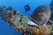 Giant Trevally (Caranx ignobilis). Huge (4 feet long) specimen visiting SS Yongala shipwreck to be cleaned now comes in close to camera while scuba diver (model released) looks on. Australia, Pacific Ocean