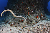 Two Olive Sea Snakes (Aipysurus laevis) interacting with each other. A venomous marine reptile. Great Barrier Reef, Australia, Pacific Ocean