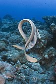 Two Olive Sea Snakes (Aipysurus laevis) interacting with each other. A venomous marine reptile. Great Barrier Reef, Australia, Pacific Ocean