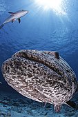 Potato Cod (Epinephelus tukula). Australia, Great Barrier Reef, Pacific Ocean