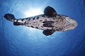 Potato Cod (Epinephelus tukula), view from underneath. Australia, Pacific Ocean. Photo Copyright © Brandon Cole. All rights reserved worldwide. www.brandoncole.com