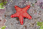 Vermilion Biscuit Sea star (Pentagonaster duebeni), also called the Australian biscuit starfish. Australia, Pacific Ocean